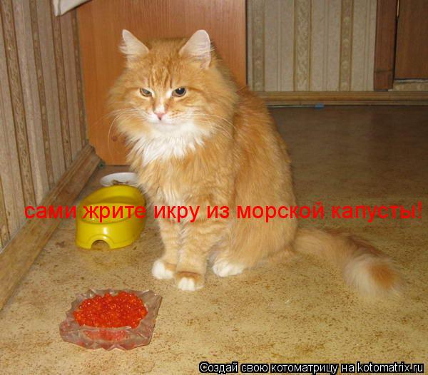 сами жрите икру из морской капусты!... Котоматрица: сами жрите икру из морской капусты!