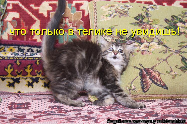 что только в телике не увидишь!... Котоматрица: что только в телике не увидишь!