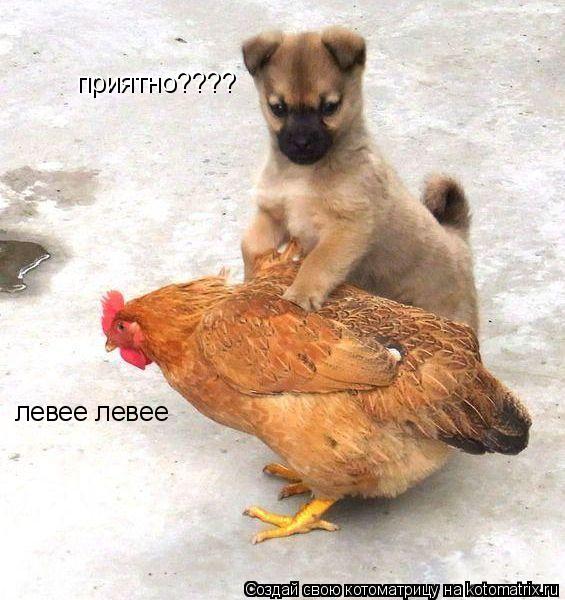 приятно???? левее левее... Котоматрица: приятно???? левее левее