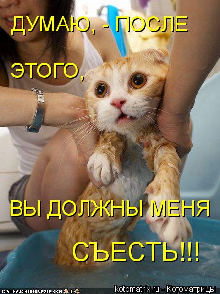 ВЫ ДОЛЖНЫ МЕНЯ ДУМАЮ, - ПОСЛЕ ЭТОГО, СЪЕСТЬ!!!... Котоматрица: ВЫ ДОЛЖНЫ МЕНЯ ДУМАЮ, - ПОСЛЕ ЭТОГО, СЪЕСТЬ!!!