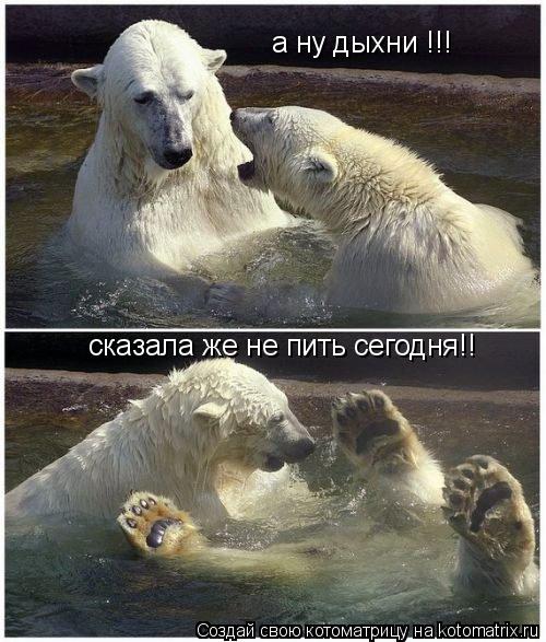 а ну дыхни !!! сказала же не пить сегодня!!... Котоматрица: а ну дыхни !!! сказала же не пить сегодня!!