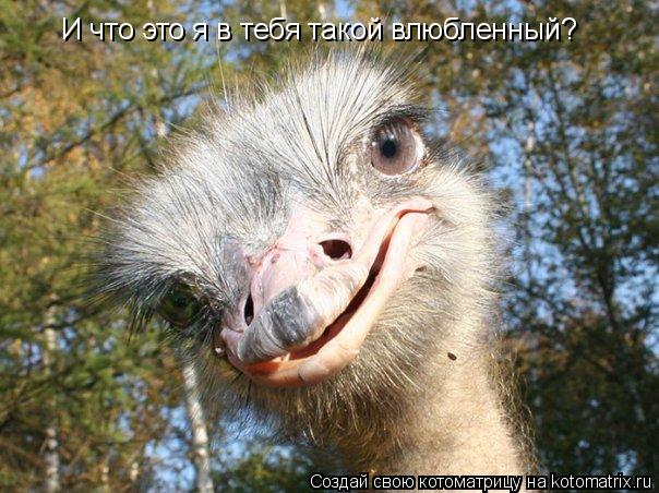 И что это я в тебя такой влюбленный?... Котоматрица: И что это я в тебя такой влюбленный?