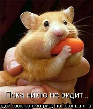 Пока никто не видит...... Котоматрица: Пока никто не видит...