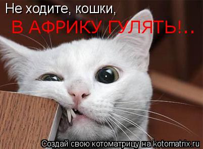 Не ходите, кошки, В АФРИКУ ГУЛЯТЬ!..... Котоматрица: Не ходите, кошки, В АФРИКУ ГУЛЯТЬ!..