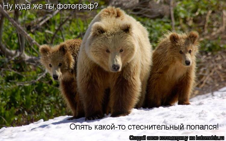 Ну куда же ты,фотограф? Опять какой-то стеснительный попался!... Котоматрица: Ну куда же ты,фотограф? Опять какой-то стеснительный попался!
