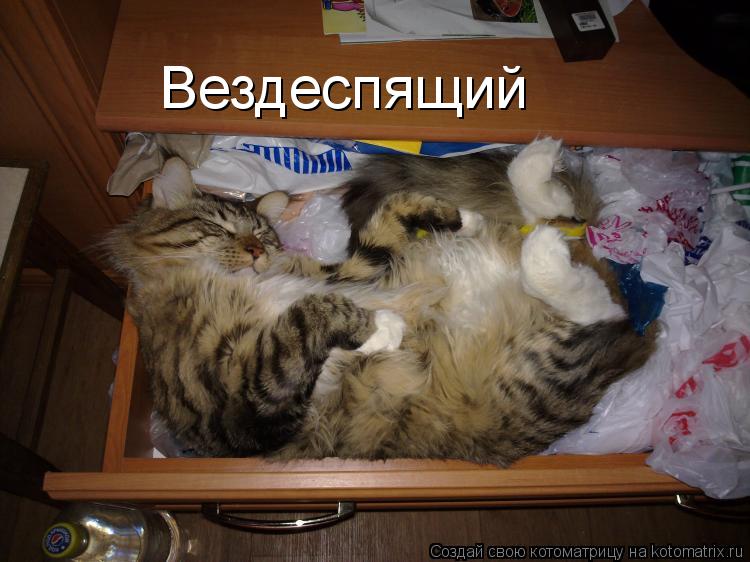 Вездеспящий... Котоматрица: Вездеспящий