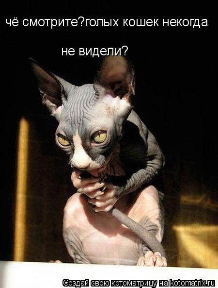 чё смотрите?голых кошек некогда не видели?... Котоматрица: чё смотрите?голых кошек некогда не видели?