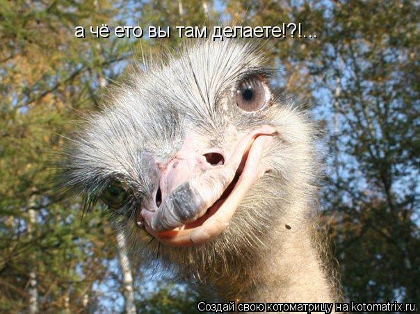 а чё ето вы там делаете!?!...... Котоматрица: а чё ето вы там делаете!?!...