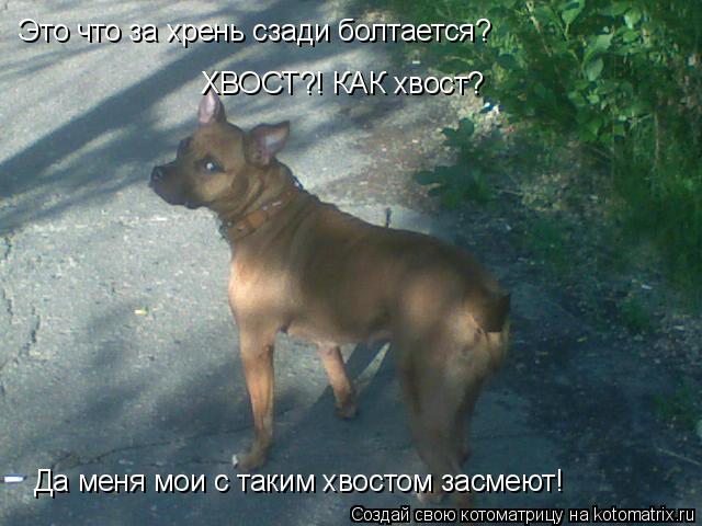 Это что за хрень сзади болтается? ХВОСТ?! КАК хвост? Да меня мои с таким хвостом засмеют!... Котоматрица: Это что за хрень сзади болтается? ХВОСТ?! КАК хвост? Да меня мои с таким хвостом засмеют!