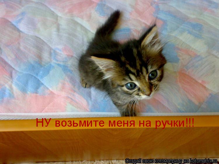 НУ возьмите меня на ручки!!!... Котоматрица: НУ возьмите меня на ручки!!!