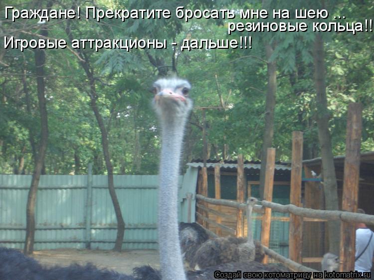 Граждане! Прекратите бросать мне на шею ... резиновые кольца!!! Игровые аттракционы - дальше!!!... Котоматрица: Граждане! Прекратите бросать мне на шею ... резиновые кольца!!! Игровые аттракционы - дальше!!!