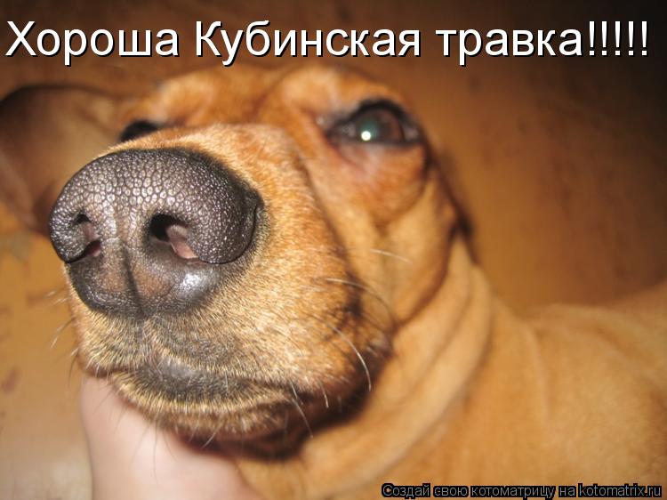 Хороша Кубинская травка!!!!!... Котоматрица: Хороша Кубинская травка!!!!!