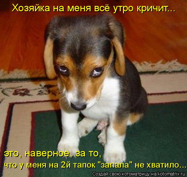 Хозяйка на меня всё утро кричит... это, наверное, за то, что у меня на 2й тапок "запала" не хватило..... Котоматрица: Хозяйка на меня всё утро кричит... это, наверное, за то, что у меня на 2й тапок "запала" не хватило...