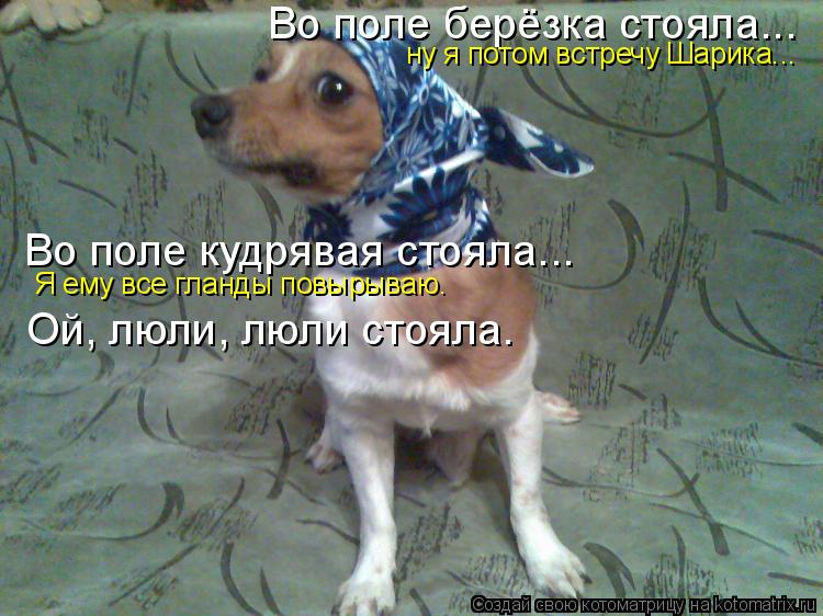 Во поле берёзка стояла... ну я потом встречу Шарика... Во поле кудрявая стояла... Я ему все гланды по... Котоматрица: Во поле берёзка стояла... ну я потом встречу Шарика... Во поле кудрявая стояла... Я ему все гланды повырываю. Ой, люли, люли стояла.