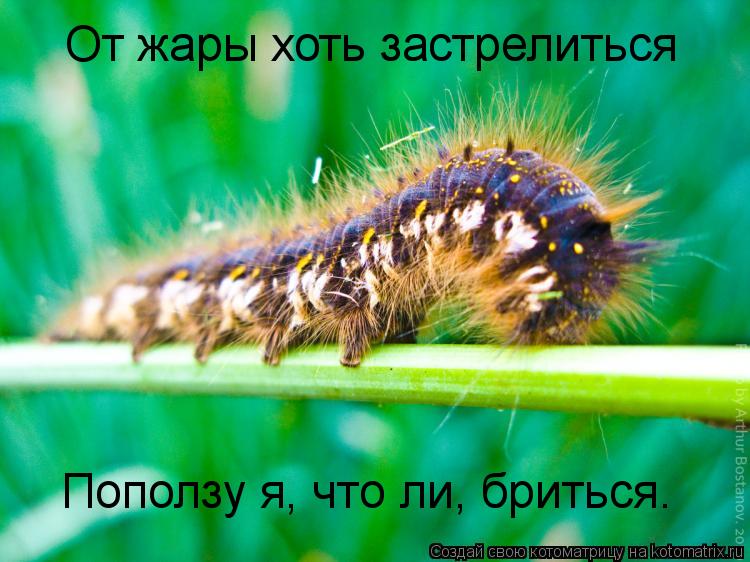От жары хоть застрелиться Поползу я, что ли, бриться.... Котоматрица: От жары хоть застрелиться Поползу я, что ли, бриться.