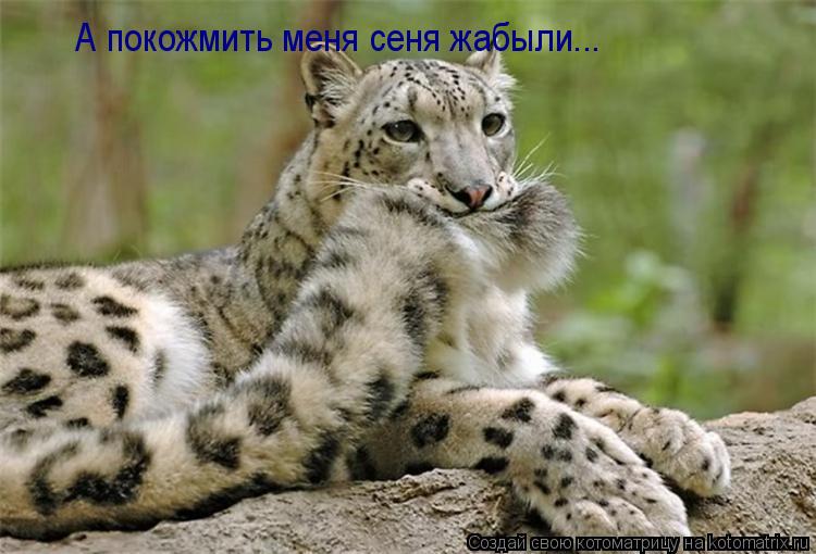 А покожмить меня сеня жабыли...... Котоматрица: А покожмить меня сеня жабыли...