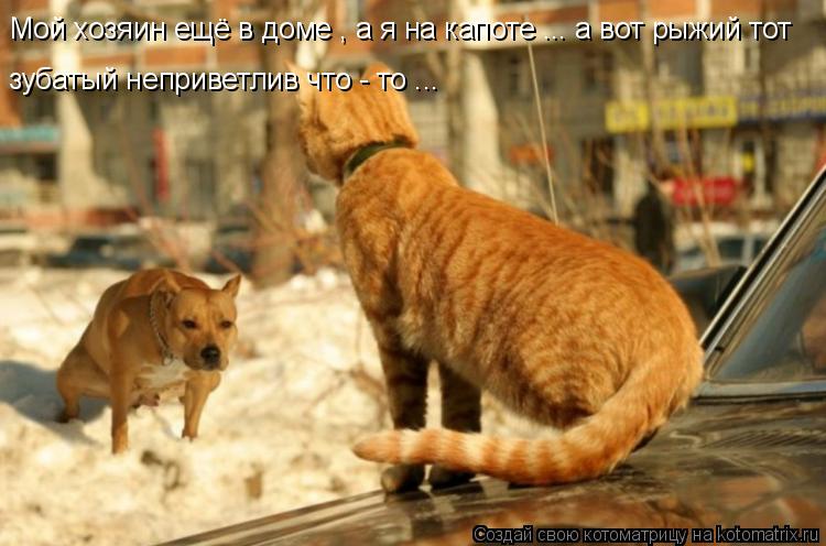 Мой хозяин ещё в доме , а я на капоте ... а вот рыжий тот зубатый неприветлив что - то ...... Котоматрица: Мой хозяин ещё в доме , а я на капоте ... а вот рыжий тот зубатый неприветлив что - то ...