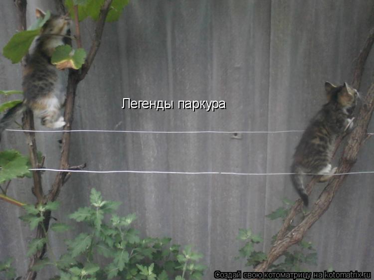 Легенды паркура... Котоматрица: Легенды паркура
