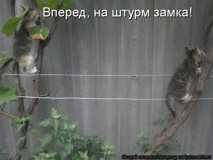 Вперед, на штурм замка!... Котоматрица: Вперед, на штурм замка!