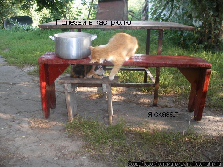 Полезай в кастрюлю, я сказал!... Котоматрица: Полезай в кастрюлю, я сказал!