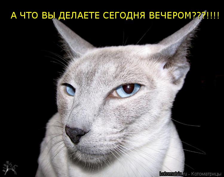 А ЧТО ВЫ ДЕЛАЕТЕ СЕГОДНЯ ВЕЧЕРОМ???!!!!... Котоматрица: А ЧТО ВЫ ДЕЛАЕТЕ СЕГОДНЯ ВЕЧЕРОМ???!!!!