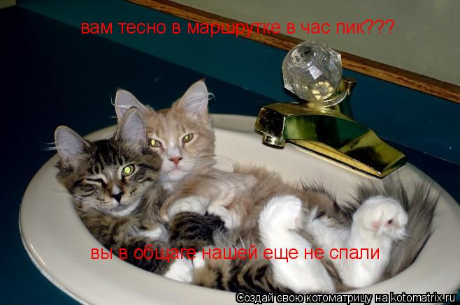 вам тесно в маршрутке в час пик??? вы в общаге нашей еще не спали... Котоматрица: вам тесно в маршрутке в час пик??? вы в общаге нашей еще не спали