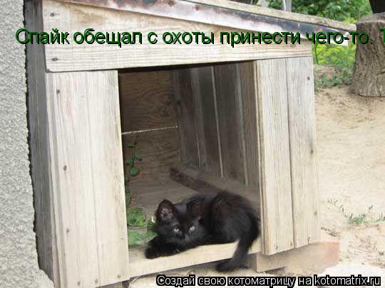 Спайк обещал с охоты принести чего-то. Так я за мышку на всё готов! Спайк обещал с охоты принести чег... Котоматрица: Спайк обещал с охоты принести чего-то. Так я за мышку на всё готов! Спайк обещал с охоты принести чего-то. Так я за мышку на всё готов!