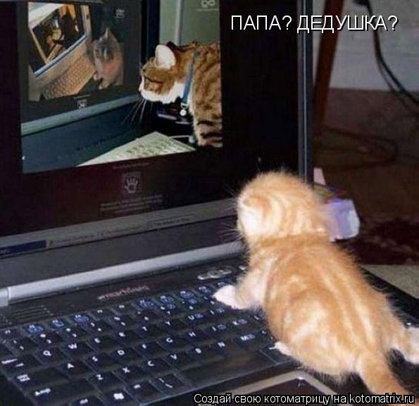 ПАПА? ДЕДУШКА?... Котоматрица: ПАПА? ДЕДУШКА?