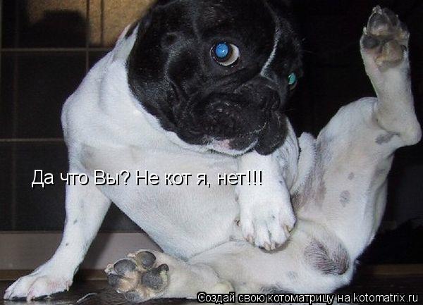 Да что Вы? Не кот я, нет!!!... Котоматрица: Да что Вы? Не кот я, нет!!!