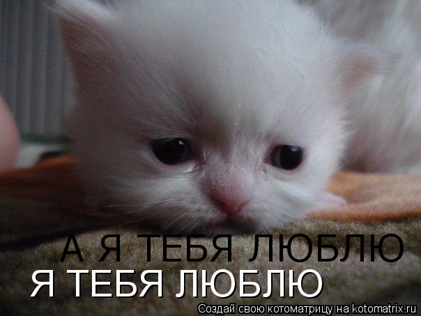 Я ТЕБЯ ЛЮБЛЮ А Я ТЕБЯ ЛЮБЛЮ... Котоматрица: Я ТЕБЯ ЛЮБЛЮ А Я ТЕБЯ ЛЮБЛЮ