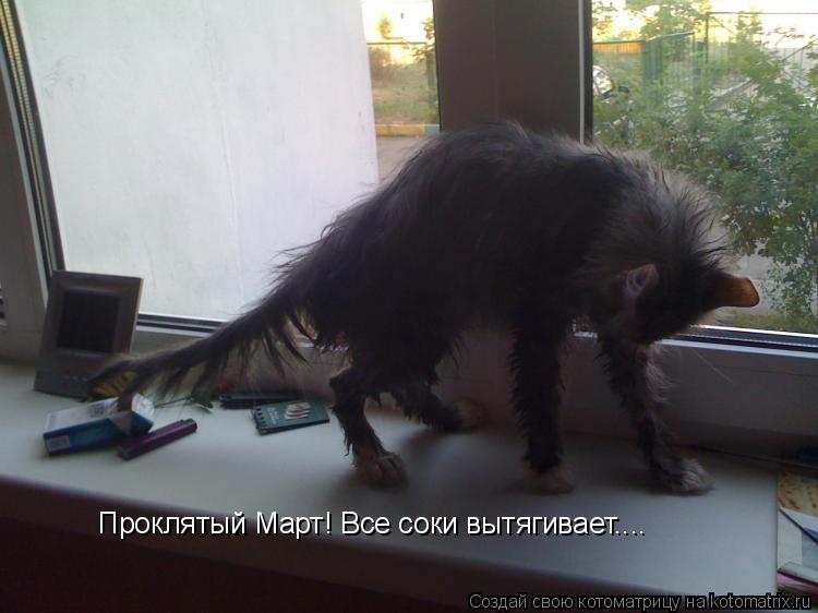 Проклятый Март! Все соки вытягивает....... Котоматрица: Проклятый Март! Все соки вытягивает....