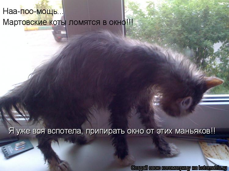 Наа-поо-мощь... Мартовские коты ломятся в окно!!! Я уже вся вспотела, припирать окно от этих маньяков... Котоматрица: Наа-поо-мощь... Мартовские коты ломятся в окно!!! Я уже вся вспотела, припирать окно от этих маньяков!!