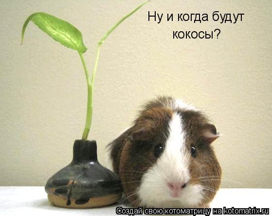 Ну и когда будут кокосы?... Котоматрица: Ну и когда будут кокосы?