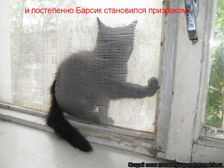 и постепенно Барсик становился призраком... Котоматрица: и постепенно Барсик становился призраком