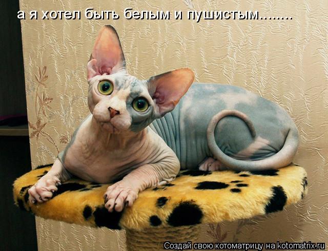 а я хотел быть белым и пушистым........... Котоматрица: а я хотел быть белым и пушистым........