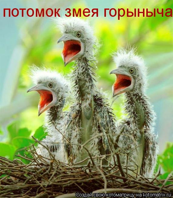 потомок змея горыныча... Котоматрица: потомок змея горыныча