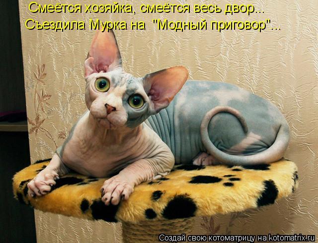 Смеётся хозяйка, смеётся весь двор... Съездила Мурка на "Модный приговор"...... Котоматрица: Смеётся хозяйка, смеётся весь двор... Съездила Мурка на "Модный приговор"...