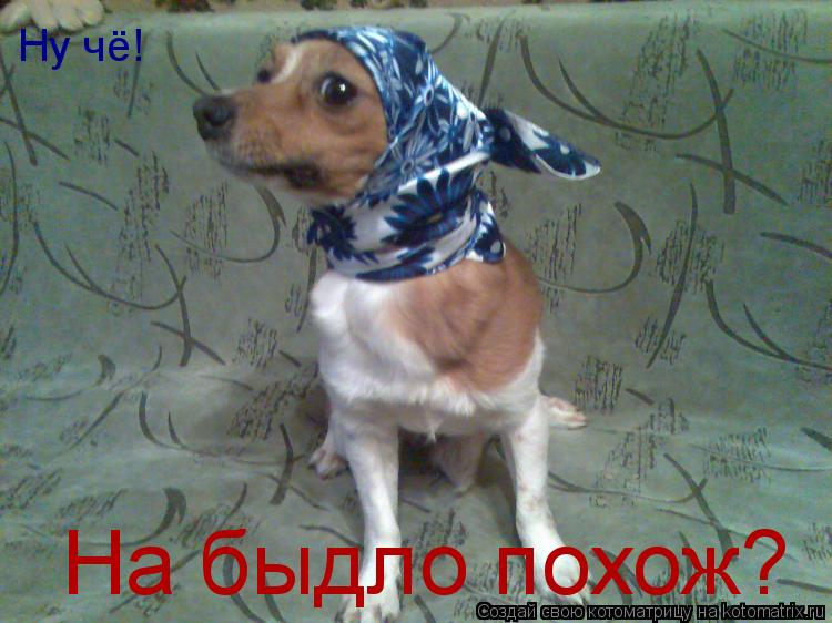 Ну чё! На быдло похож?... Котоматрица: Ну чё! На быдло похож?