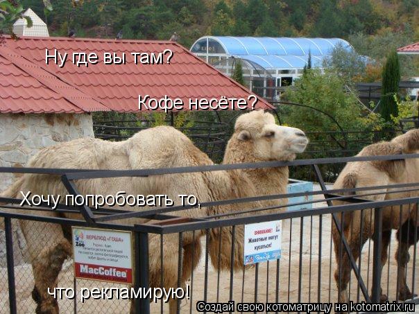 Ну где вы там? Кофе несёте? Хочу попробовать то, что рекламирую!... Котоматрица: Ну где вы там? Кофе несёте? Хочу попробовать то, что рекламирую!