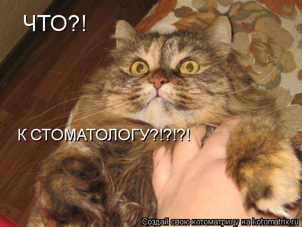 ЧТО?! К СТОМАТОЛОГУ?!?!?!... Котоматрица: ЧТО?! К СТОМАТОЛОГУ?!?!?!