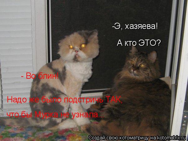 -Э, хазяева! А кто ЭТО? - Во блин! Надо же было подстричь ТАК, что бы Мурка не узнала...... Котоматрица: -Э, хазяева! А кто ЭТО? - Во блин! Надо же было подстричь ТАК, что бы Мурка не узнала...