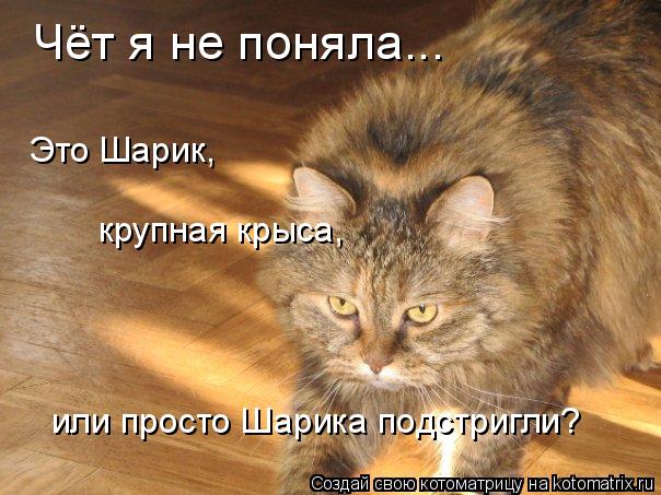 Чёт я не поняла... Это Шарик, крупная крыса, или просто Шарика подстригли?... Котоматрица: Чёт я не поняла... Это Шарик, крупная крыса, или просто Шарика подстригли?