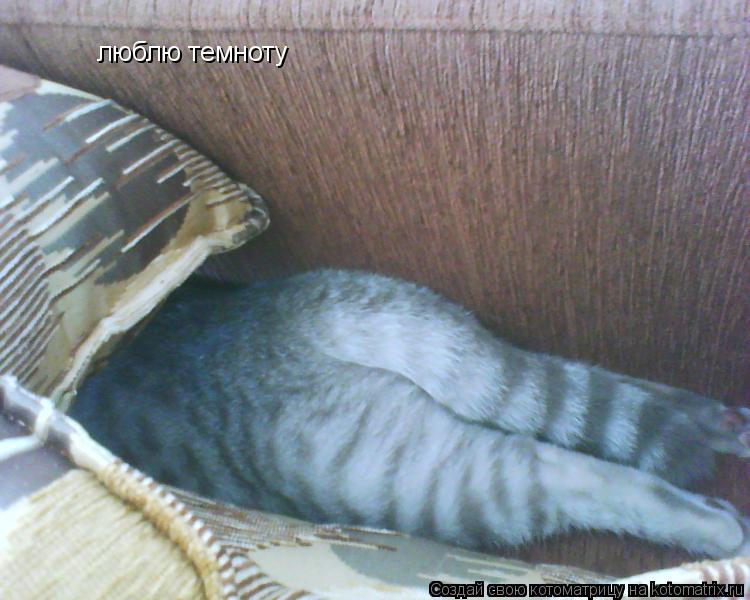 люблю темноту... Котоматрица: люблю темноту