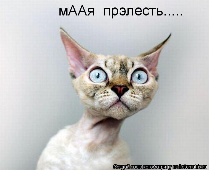 мААя прэлесть........ Котоматрица: мААя прэлесть.....