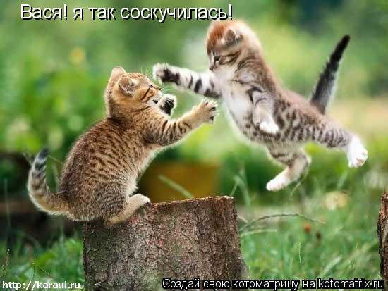 Котоматрица: Вася! я так соскучилась!