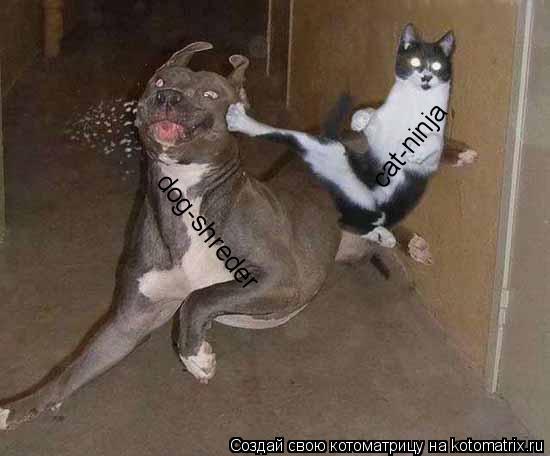 cat-ninja dog-shreder... Котоматрица: cat-ninja dog-shreder