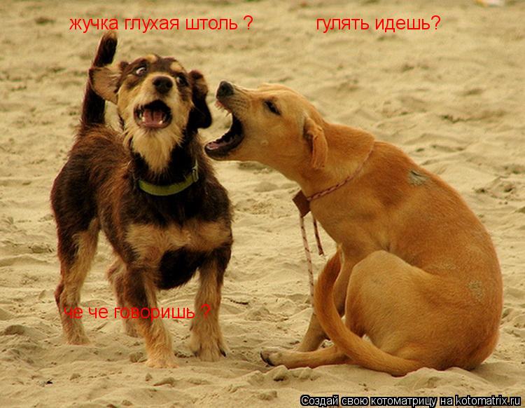 жучка глухая штоль ? гулять идешь? че че говоришь ?... Котоматрица: жучка глухая штоль ? гулять идешь? че че говоришь ?