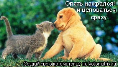 Опять нажрался! и целоваться сразу..... Котоматрица: Опять нажрался! и целоваться сразу..