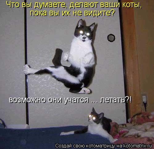 Что вы думаете, делают ваши коты, пока вы их не видите? возможно они учатся ... летать?!... Котоматрица: Что вы думаете, делают ваши коты, пока вы их не видите? возможно они учатся ... летать?!