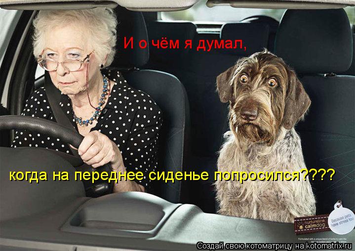 И о чём я думал, когда на переднее сиденье попросился????... Котоматрица: И о чём я думал, когда на переднее сиденье попросился????
